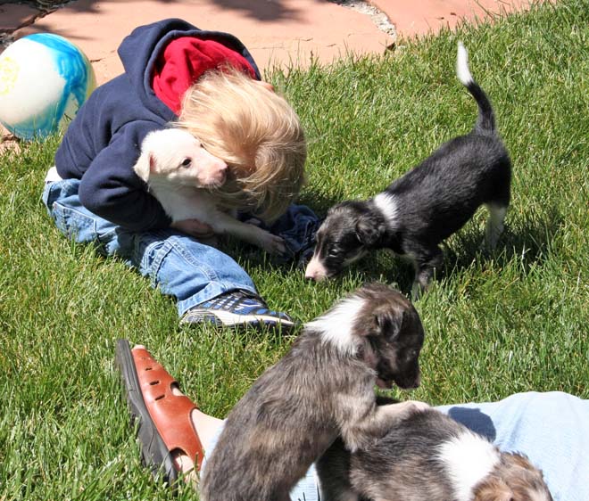 Puppies 6 3 5 7 play